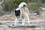 AKITA AMERICAIN 340